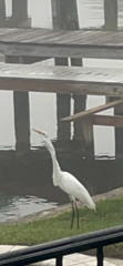 Ardea alba
