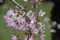 Prunus