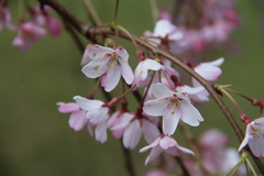 Prunus