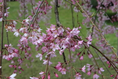 Prunus