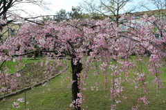 Prunus