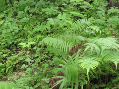 Pelazoneuron puberulum