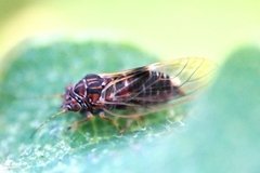 Cacopsylla pyri