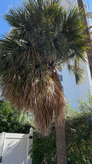 Sabal palmetto