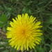 Common Dandelion - Photo (c) Stepan Vdovichenko, some rights reserved (CC BY-NC), uploaded by Stepan Vdovichenko