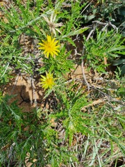 Berkheya carlinopsis