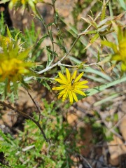 Berkheya carlinopsis