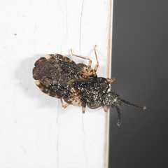Aradus truncatus