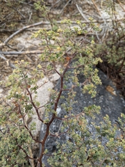 Euphorbia amplexicaulis