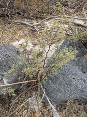 Euphorbia amplexicaulis