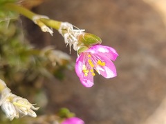 Anacampseros subnuda