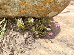 Anacampseros subnuda