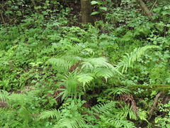 Pelazoneuron puberulum