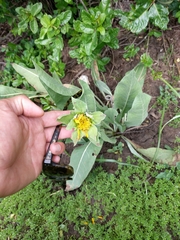 Wyethia glabra
