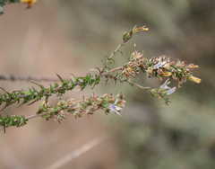 Wahlenbergia tenella