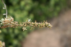 Wahlenbergia tenella