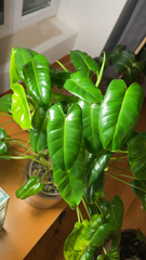 Philodendron burle-marxii