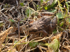 Leptodactylus latinasus
