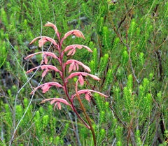 Tritoniopsis intermedia