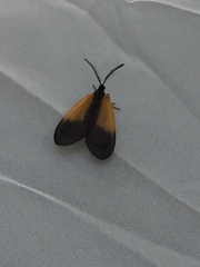 Pyromorpha dimidiata