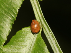 Hemisphaerius formosus