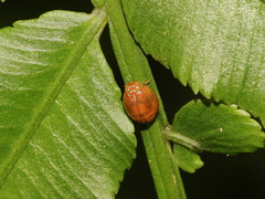 Hemisphaerius formosus