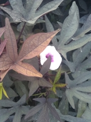 Ipomoea