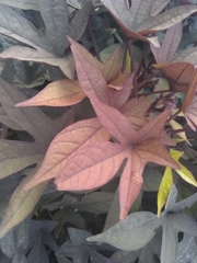 Ipomoea