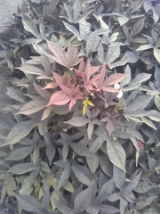 Ipomoea