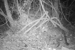 Leopardus pardalis mitis