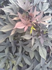 Ipomoea