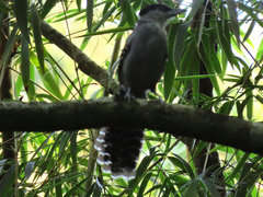Batara cinerea