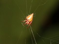 Eriovixia pseudocentrodes