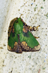 Parasa pastoralis