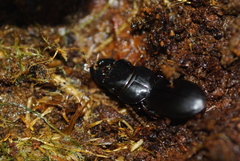 Scarites abbreviatus