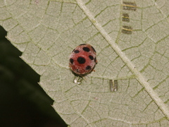 Epilachna maculicollis