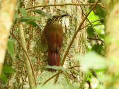 Xiphocolaptes albicollis