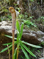 Arisaema erubescens