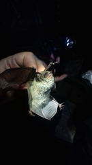 Myotis dasycneme
