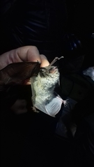 Myotis dasycneme