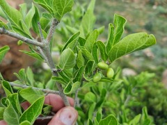 Afrocanthium gilfillanii