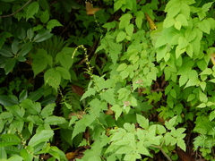 Lactuca brunoniana