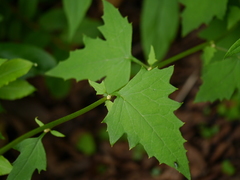 Lactuca brunoniana