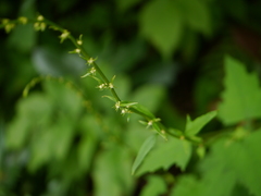 Lactuca brunoniana