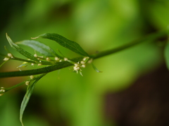 Lactuca brunoniana