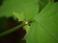 Lactuca brunoniana