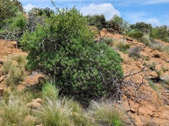 Senecio barbertonicus