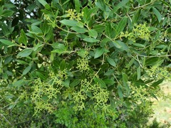 Olea capensis enervis