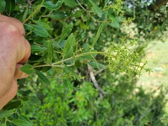 Olea capensis enervis