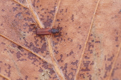 Pediacus